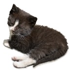 Cat cut out animal png (1697) - miniature