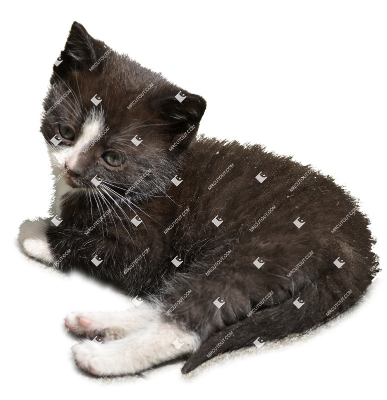 Cat cut out animal png (1697)