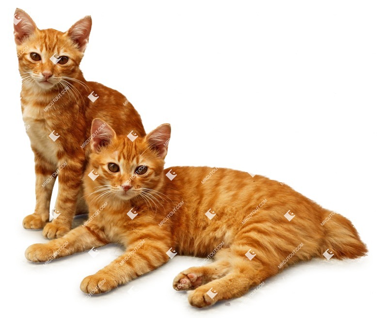 Cat png animal cut out (1748)