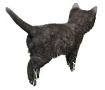 Cat cut out animal png (2101) - miniature