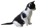 Cat cut out animal png (2103) - miniature