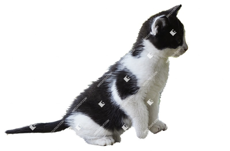 Cat cut out animal png (2103)