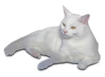 Cat cut out animal png (9320) - miniature
