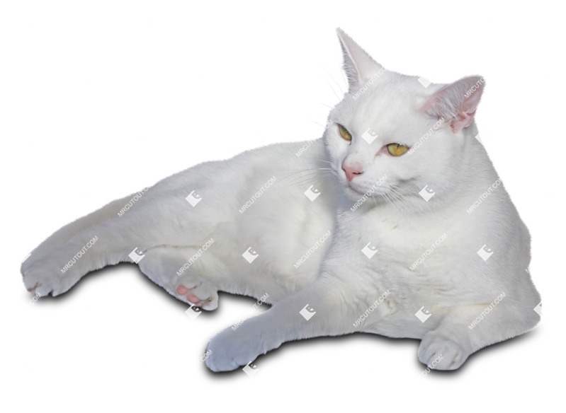 Cat cut out animal png (9320)