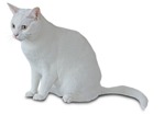 Cat png animal cut out (9500) - miniature