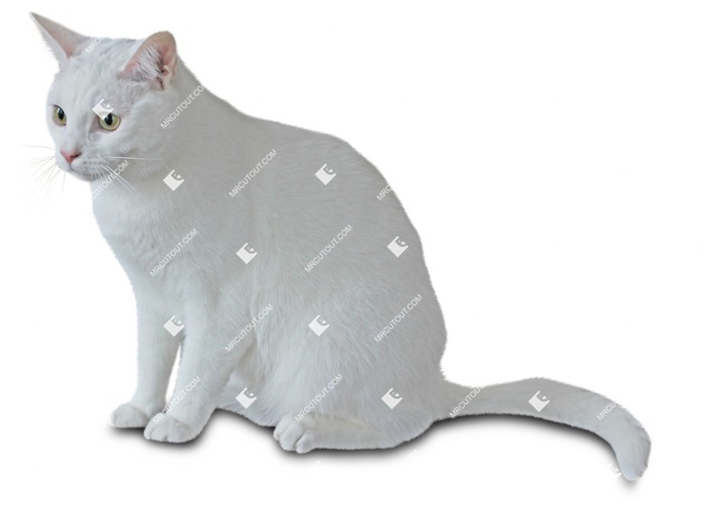 Cat png animal cut out (9243)