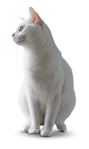 Cat png animal cut out (9164) - miniature