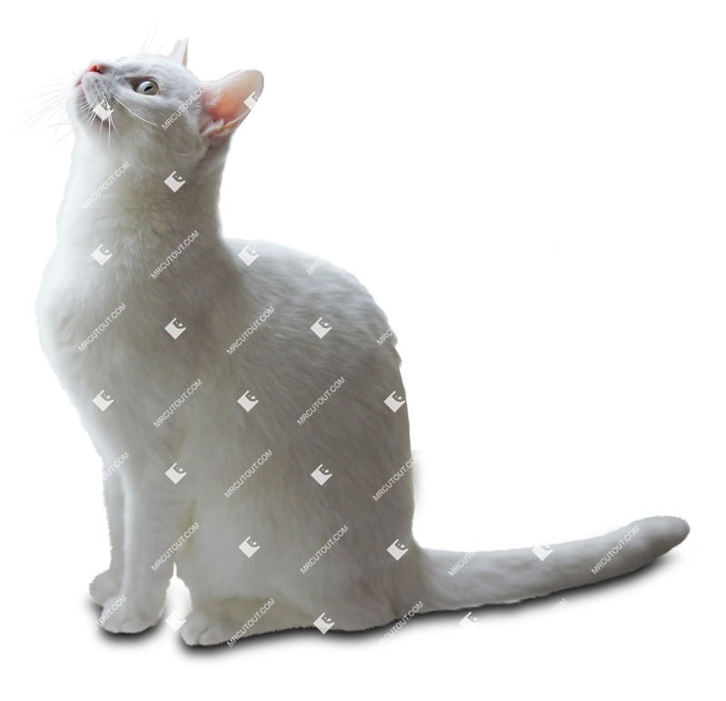 Cat png animal cut out (9163)