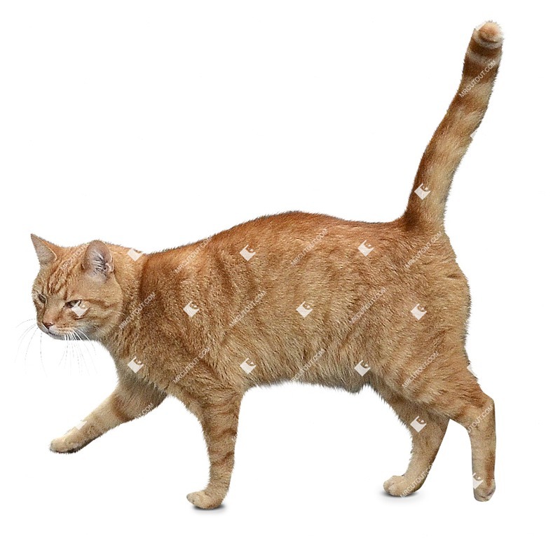 Cat cut out animal png (10530)