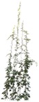 Cut out Climbing Plants Cissus Rhombifolia 0002 | MrCutout.com - miniature