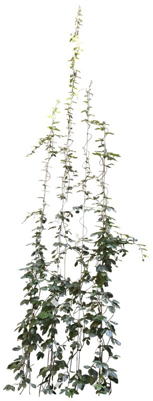 Cutout climbing plants cissus rhombifolia png vegetation (5310)