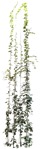 Climbing plants cissus rhombifolia  (5094) - miniature