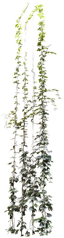 Png climbing plants cissus rhombifolia vegetation png (5094)