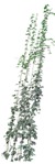 Cut out Climbing Plants Cissus Rhombifolia 0004 | MrCutout.com - miniature