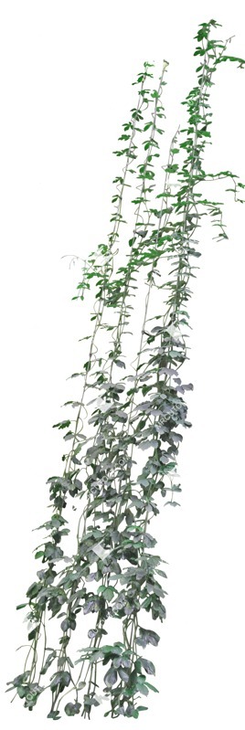 Png climbing plants cissus rhombifolia cutout plant (5755)