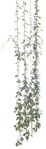 Cutout climbing plants cissus rhombifolia cutout plant (5357) - miniature