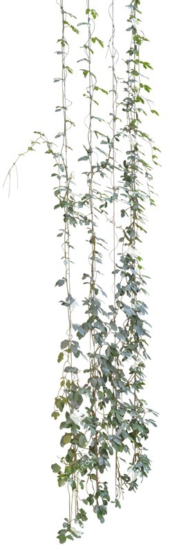 Cutout climbing plants cissus rhombifolia cutout plant (5357)
