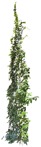 Cut out climbing plants cissus rhombifolia vegetation png (5050) - miniature