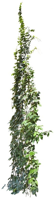 Cut out climbing plants cissus rhombifolia vegetation png (5095)