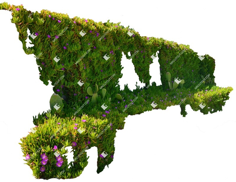 Cutout climbing plants dorotheanthus png vegetation (7858)