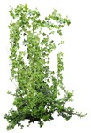 Climbing plants hedera helix  (10585) - miniature
