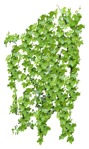 Climbing plants hedera helix  (10584) - miniature