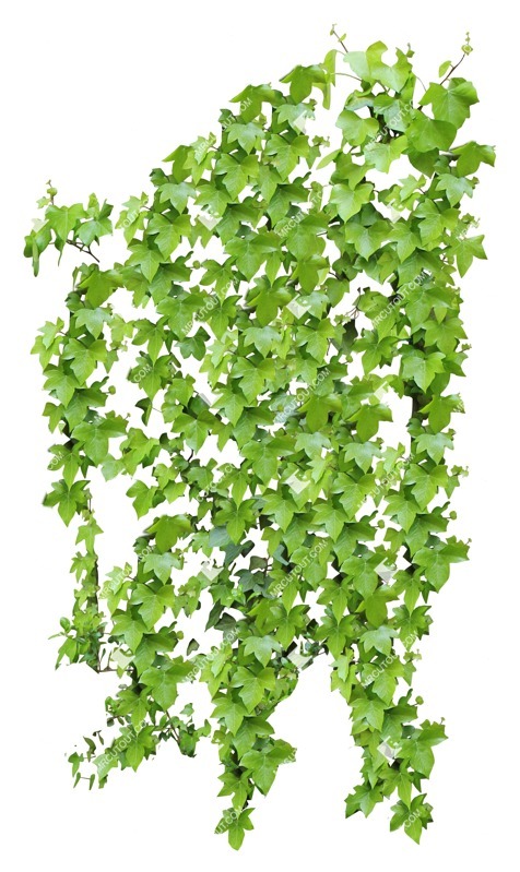 Cutout climbing plants hedera helix vegetation png (10584)