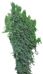 Png climbing plants hedera helix vegetation png (9837) | MrCutout.com - miniature