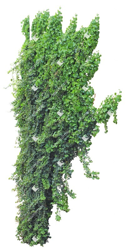 Cutout climbing plants hedera helix vegetation png (9754)