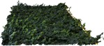 Climbing plants hedera helix other foreground  (6120) - miniature