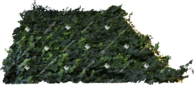 Cutout climbing plants hedera helix other foreground plant cutouts (6120)
