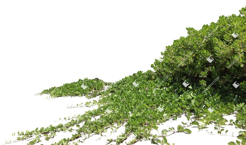 Png climbing plants ipomoea pes caprae plant cutouts (16626)