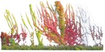Cutout climbing plants parthenocissus quinquefolia vegetation png (9839) | MrCutout.com - miniature