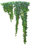 Climbing plants parthenocissus quinquefolia  (10694) - miniature