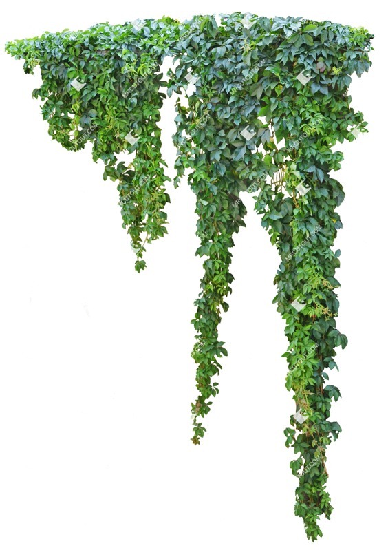 Png climbing plants parthenocissus quinquefolia cutout plant (10694)