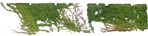 Cut out climbing plants parthenocissus quinquefolia plant cutouts (10069) - miniature