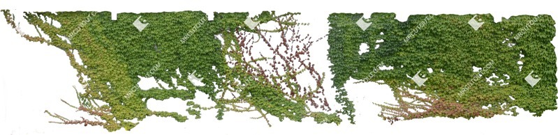 Cut out climbing plants parthenocissus quinquefolia plant cutouts (10693)