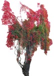Cut out climbing plants parthenocissus quinquefolia plant cutouts (10075) | MrCutout.com - miniature
