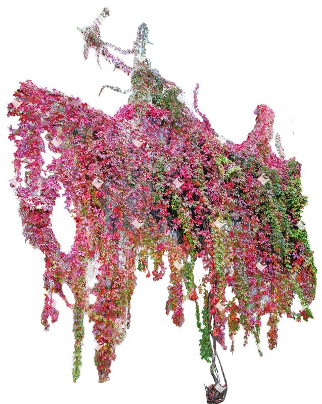Cutout climbing plants parthenocissus quinquefolia plant cutouts (10471)