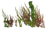 Cut out Climbing Plants Parthenocissus Quinquefolia 0006 | MrCutout.com - miniature