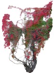 Cut out Climbing Plants Parthenocissus Quinquefolia 0007 | MrCutout.com - miniature
