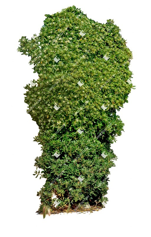Cut out climbing plants rhododendron macgregoriae png vegetation (7123)