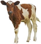 Cow farm animal  (4463) - miniature