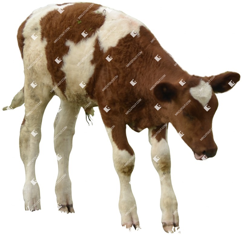 Cow farm animal png animal cut out (4462)