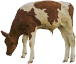 Cow farm animal  (4461) - miniature