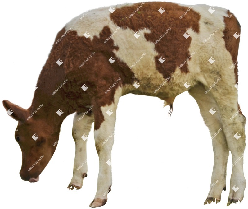Cow farm animal png animal cut out (4461)