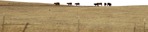 Cow farm animal fields other background  (6124) - miniature