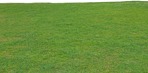 Cut grass grass  (7625) - miniature