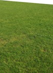 Cut grass grass  (9167) - miniature