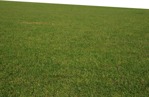 Cut grass grass  (9752) - miniature